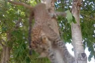 leopard dead body ahmednagar  newase ahmednagar  leopard ahmednagar news  बिबट्या मृतदेह अहमदनगर  अहमदनगर लेटेस्ट न्युज