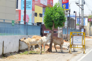 lockdown in kurnool