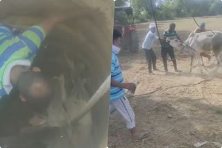 gau rakshak seva dal rescue  cow that falls in borewell in jhajjar