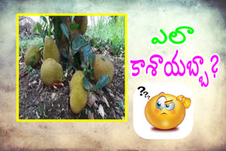 jack fruit tree attracts