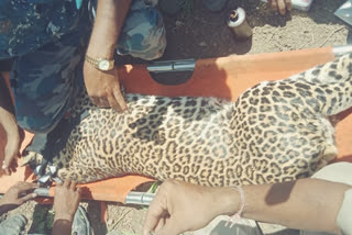 Leopard tapped  in trap