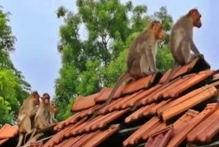 Monkey suffering illness at Kolara