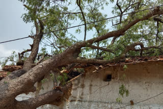 Huge loss to villagers due to hail storm in Janjgir Champa