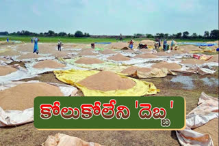 crops affected by rains in telangana