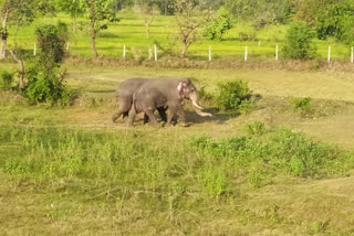 elephants injured a young woman in the Arang area of ​​Raipur