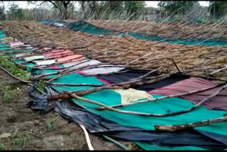 Paan Barreja fell due to storm in Garhi Malhara in chhatrpur