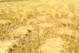 crop damage with heavy rain in krishna district