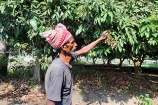 Litchi farmers