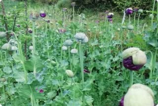 Farmers are giving natural stings to opium to protect them from heat