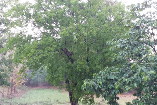 gumla people get relief in summer season  due to rain
