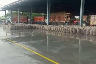 Wheat gets wet due to rain in rohtak anaj mandi