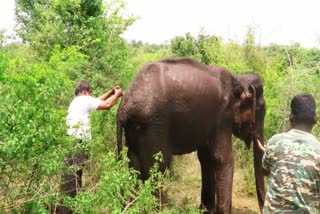 குடற்புழு நோயால் பாதிக்கப்பட்ட ஆண்யானை  கோட்டமாளம் வனப்பகுதி  ஆண்யானைக்கு சிகிச்சை  Male Elephant infected with hepatitis  Kottamalam Forest  Elephant Treatment