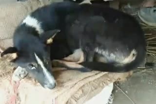Dogs suffering in unknown disease at Sivsagar