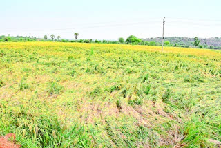 hail rains effect in telangana latest news