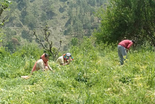 natural farming  in karsog