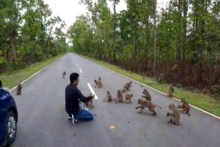 Wild animals on crisis of food due to lockdown in Nameri national park