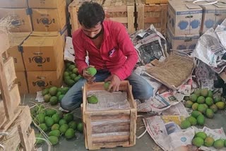 boxes of Hapus mangoes arrive from Konkan at APMC Market