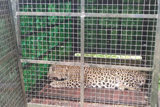 Forest staff who captured the leopard