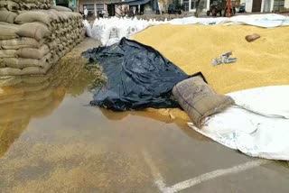 Farmers grain is wet due to rain in palwal