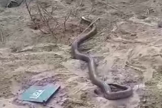 cobra rascued in bhanpur kalan, cobra snake rescued in jaipur news, भानपुर में कोबरा सांप, जयपुर में कोबरा सांप का रेस्क्यू
