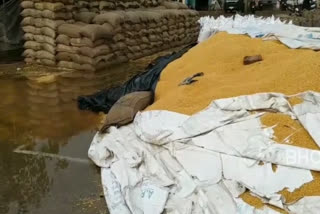 Farmers grain is wet due to rain in palwal