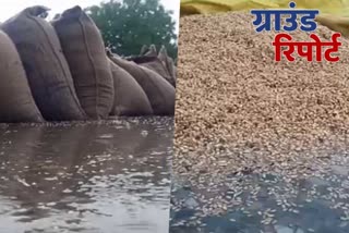 Government arrangement inadequate, farmers' wheat kept in mandis soaked in rain