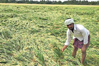 rain effect on farmers