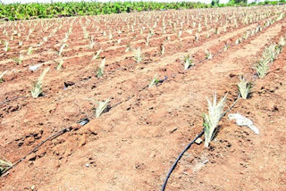 kadapa district banana farmers applying new technique in agriculture