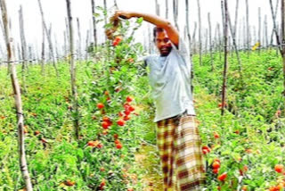 tomoto farmers difficulties at kadapa