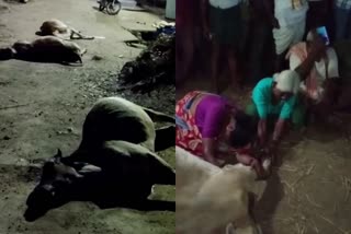 tens cows died at nagasamudra village dharur mandal vikarabad district