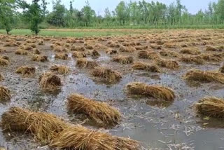 Muzaffarnagar: Unseasonal rains damage crops