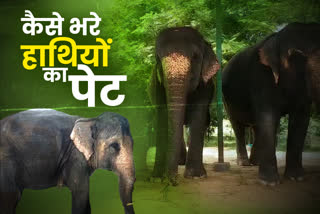 rajasthan elephant news, राजस्थान के हाथियों की खबर