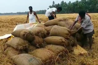 Due to rains crop losses in Ap