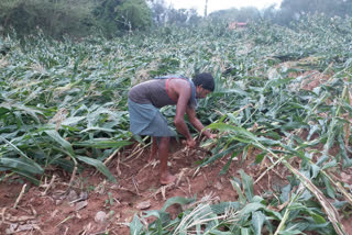 Crop wasted due to rain in Dumka