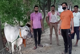 injured cow got medical treatment