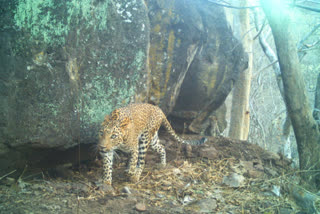 missing leopard cub is safe with the mother again