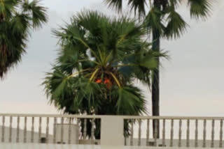 palm tree burned with thunder bolt in krishna district