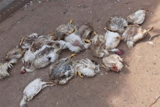 very damaged chicken selling in vijayawada rural