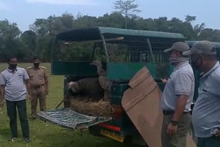 VULTURE RELEASED BY DEMOW FOREST DEPARTMENT