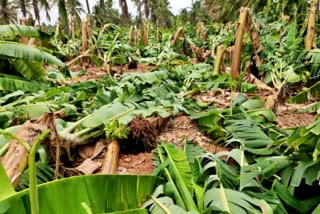 சேதமடைந்து காணப்படும் வாழைகள்