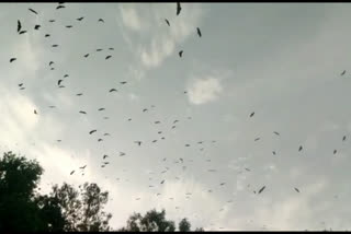 Thousands of bats suddenly came into the rural areas of Tamia