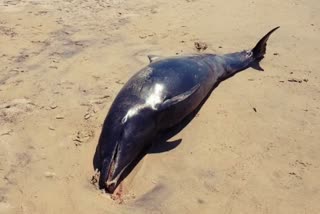 rare dolphine found dead in thoothukudi seashore