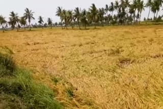 paddy damaged with heavy rains in machileepatnam