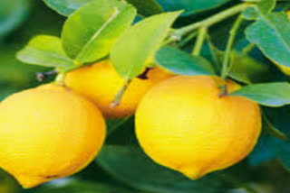 lemon farmers facing problems  due to lockddown in east godavari dst