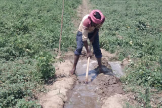 delhi baprola tomato farmer in pathetic condition due to lockdown