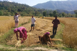 crop harvesting during lockdown