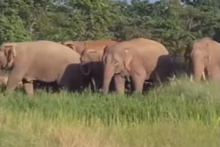 lockdown impact, forest animals independence, elephant's freedom in keonjhar, lockdown impact in keonjhar, keonjhar latest news, elephant's situation in lockdown, ଲକଡାଉନ ପ୍ରଭାବ, ବନ୍ୟଜନ୍ତୁଙ୍କ ସ୍ବାଧୀନତା, କେନ୍ଦୁଝରରେ ମୁକ୍ତ ହାତୀ, କେନ୍ଦୁଝରରେ ଲକଡାଉନ ପ୍ରଭାବ, କେନ୍ଦୁଝର ଲାଟେଷ୍ଟ ନ୍ୟୁଜ୍‌, ଲକଡାଉନରେ ହାତୀଙ୍କ ସ୍ଥିତି