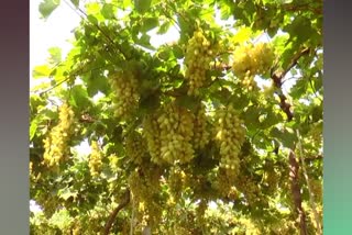 Vijayapura farmers facing market problem to sale grapes