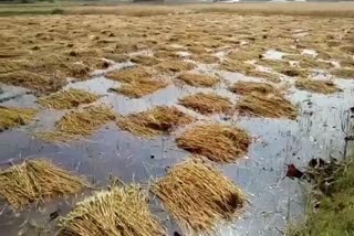 submerged crop