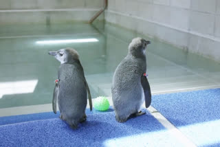 Two 3-month-old penguin chicks took some swimming lessons this week at the San Diego Zoo.